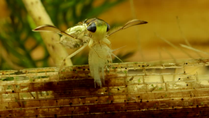 Adult Water Boatman (Cymatia americana) underwater in studio, feeding on a scud (Hyalella sp.), stylet visible probing the tissue, macro close-up. 