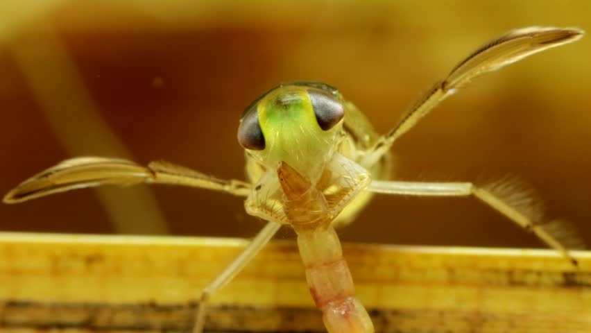 Adult Water Boatman (Cymatia americana) underwater in studio, feeding on a recently captured midge larva (Chironomidae), face-on view, extreme macro close-up. 