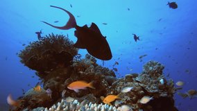 Coral Reef Fish Underwater Life. Tropical underwater sea fish. Underwater fish reef marine. Underwater sea fish. Coral garden seascape. Reef coral scene. - Powered by Shutterstock - Get 15% off with code: PIKWIZARD15