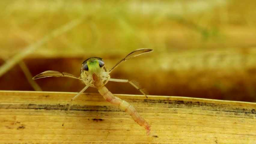 Adult Water Boatman (Cymatia americana) underwater in studio, feeding on a recently captured midge larva (Chironomidae), face-on view, macro close-up. 
