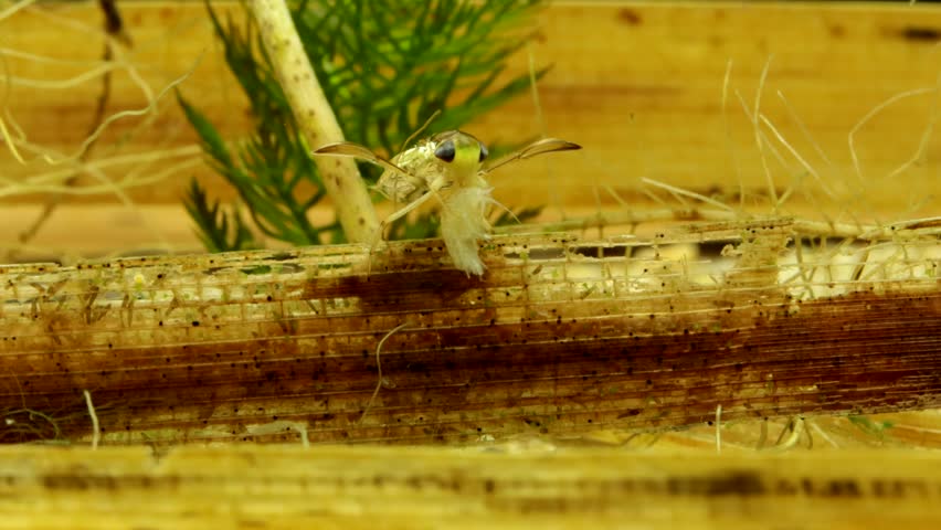 Adult Water Boatman (Cymatia americana) underwater in studio, feeding on a scud (Hyalella sp.), stylet visible probing the tissue, moderate macro close-up. 