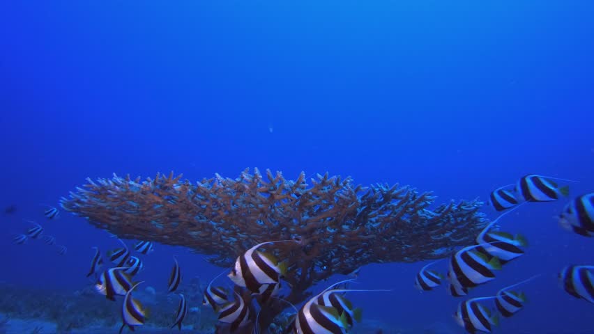 Coral Reef Scene Bannerfish. Underwater tropical banner-fish (Heniochus diphreutes). Hard coral table coral. Tropical blue water colourful fishes. Colourful tropical coral reefs.