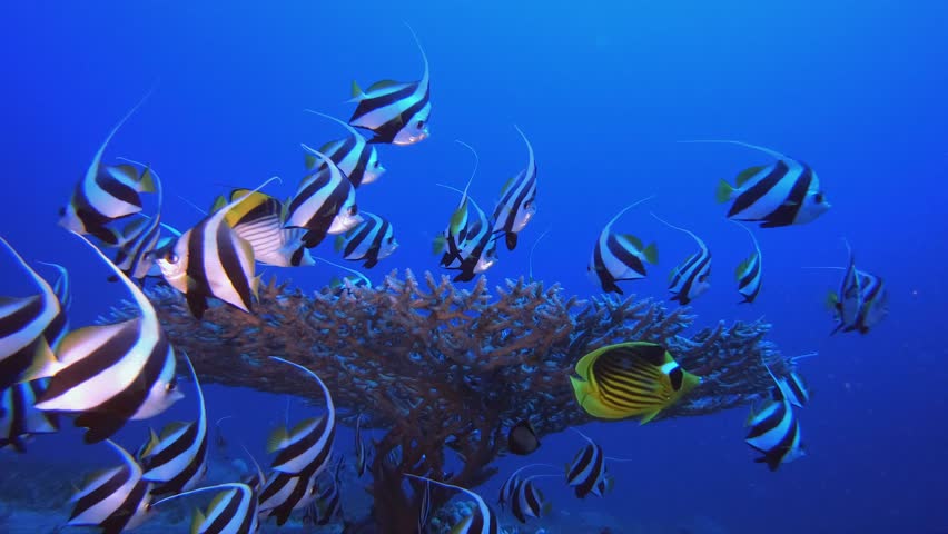 Coral Reef Scene Bannerfish. Underwater tropical banner-fish (Heniochus diphreutes). Hard coral table coral. Tropical blue water colourful fishes. Colourful tropical coral reefs.