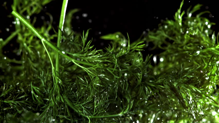 Fresh dill flies up and falls down. Filmed on a high-speed camera at 1000 fps. High quality FullHD footage