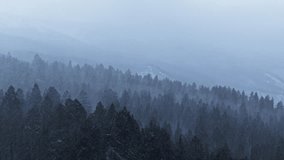 Mountain forest in winter snow mist, soft gradient light and frozen calm atmospher in storm blizzard, natural backdrop background - Powered by Shutterstock - Get 15% off with code: PIKWIZARD15
