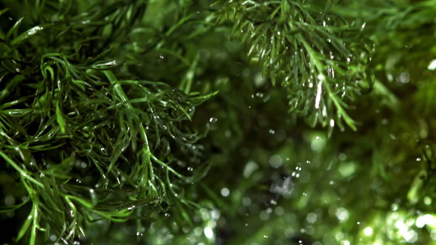 Fresh dill flies up and falls down. Filmed on a high-speed camera at 1000 fps. High quality FullHD footage