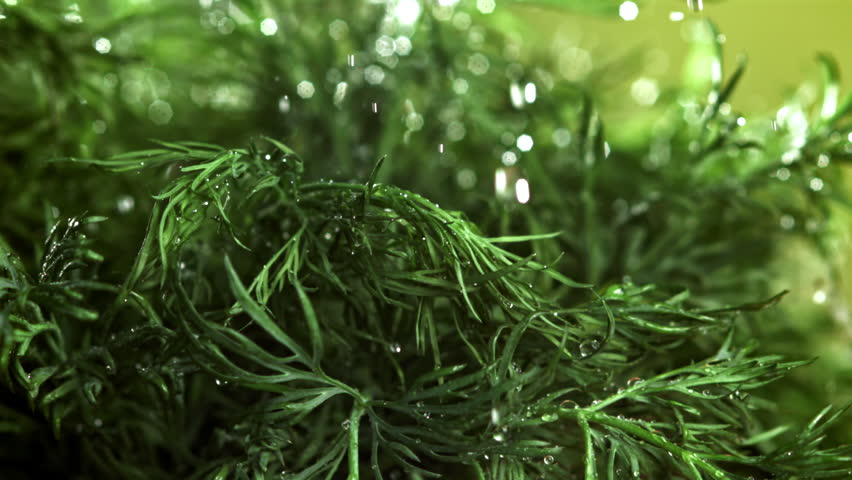 Water droplets fall on the dill. Filmed on a high-speed camera at 1000 fps. High quality FullHD footage