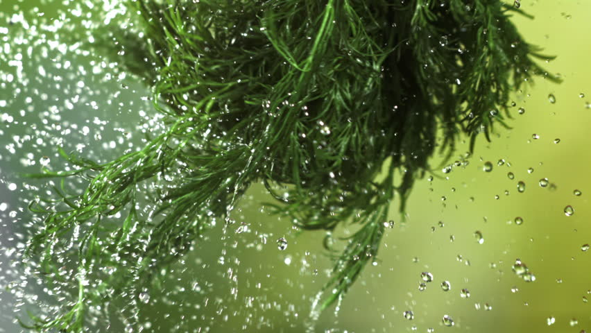 Fresh dill with a splash of water. Filmed on a high-speed camera at 1000 fps. High quality FullHD footage