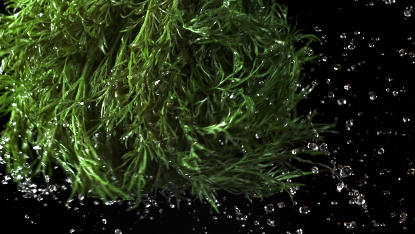 Fresh dill with a splash of water. Filmed on a high-speed camera at 1000 fps. High quality FullHD footage