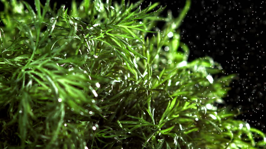 Water spray falls on the dill. Filmed on a high-speed camera at 1000 fps. High quality FullHD footage