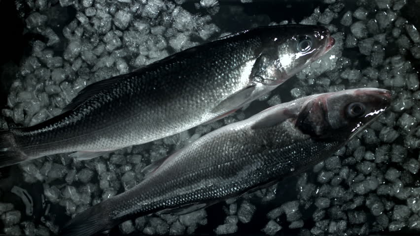 Sea bass fish falls into the water with ice. Filmed on a high-speed camera at 1000 fps. High quality FullHD footage