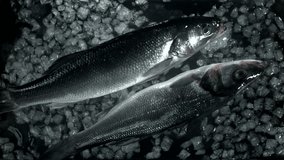 Sea bass fish falls into the water with ice. Filmed on a high-speed camera at 1000 fps. High quality FullHD footage - Powered by Shutterstock - Get 15% off with code: PIKWIZARD15