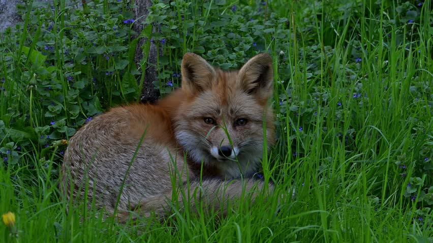 Red fox (Vulpes vulpes) lying curled up in tall grass and grooming fur in meadow