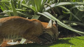 This slow-motion video captures a bobcat stalking, pouncing on, and killing a dove in a residential front yard. The intense moment highlights the raw instincts of urban wildlife. - Powered by Shutterstock - Get 15% off with code: PIKWIZARD15