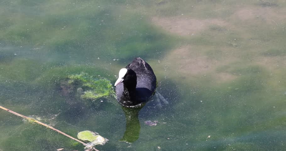 Eurasian coot gliding calmly across the clear waters of Lake Murten, Switzerland, on a bright spring day, surrounded by serene natural beauty.