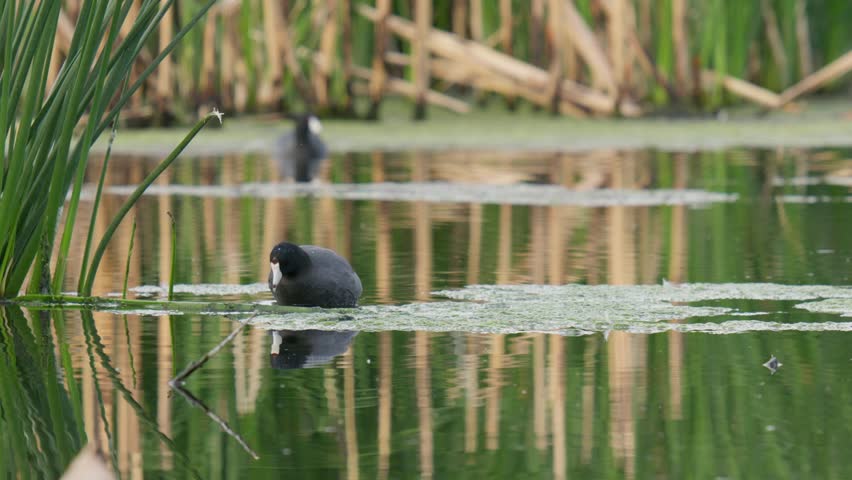 Birds and Animals from Southeastern Arizona, USA. Spring 2025. 