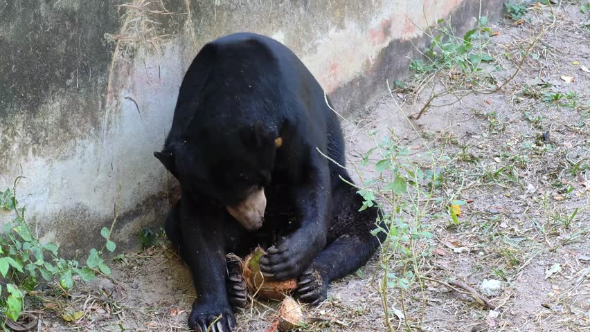 Malayan sun bear or Honey bear (Helarctos malayanus).