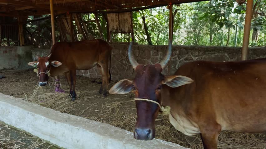 Two Brown Cows in Rustic Barn with Feeding Trough, One dairy beast munches hay while other stays still, Heifers linger near open pen scattered across dry straw, Farm animals are tied by brick divider