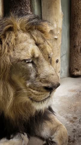 Majestic Male Lion Yawning Close Up. Slow Motion Video Showing Sharp Fangs, Pink Tongue and Golden Mane in Natural Light. Wildlife Safari Footage for Documentary and Nature Films 4K Resolution.