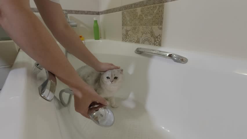 Calm preparation for a kitten bath, gentle care and playful moments in a modern bathroom setting