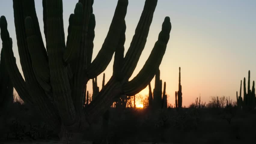 Sunset in the Sonora desert in Mexico, the locals call these huge cactus "sahuaros".