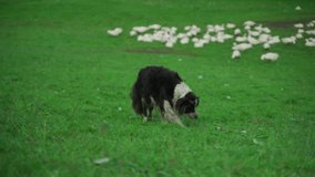 Black and white Border Collie attentively observes flock of geese in lush green field. Rural farm scene showcases dogs agility, intelligence and natural herding instincts in countryside setting.  - Powered by Shutterstock - Get 15% off with code: PIKWIZARD15