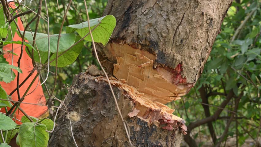 Tree being cut down with an axe. Wood is being cut for fuel in an Indian village. Indian village cutting wood from his hand with the help of axe.