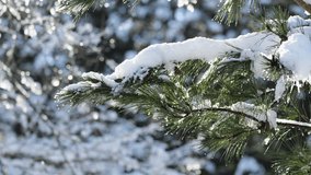 The snow covering the pine branches is melting and turning into droplets of water. End of winter. Seasonal change. - Powered by Shutterstock - Get 15% off with code: PIKWIZARD15