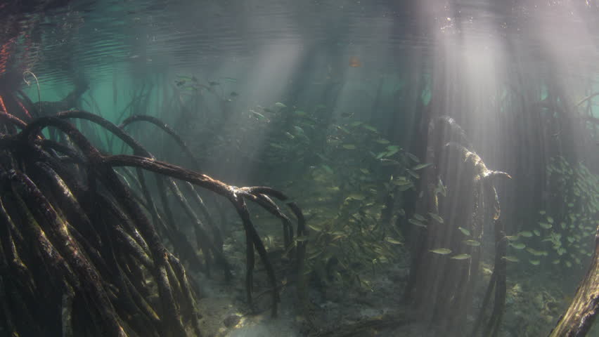 Beams of bright light filter into a shadowed mangrove forest in Misool, Indonesia. Mangroves are ecologically important and act as nurseries for many species of fish and invertebrates.