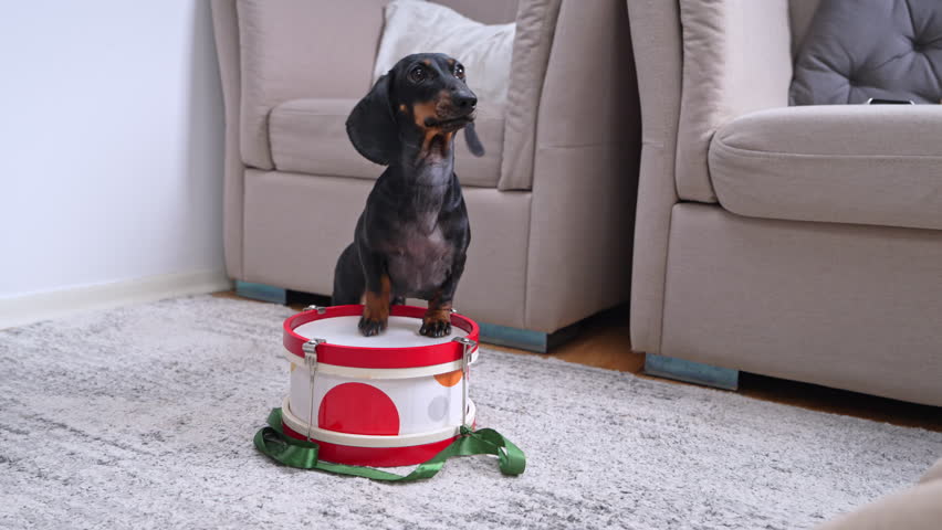 black dachshund stand upright on its hind legs inside red and white toy drum placed on carpeted floor in living room with sofas in background slaps his paw at it to wake up his owner, naughty puppy
