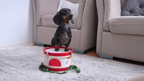 black dachshund stand upright on its hind legs inside red and white toy drum placed on carpeted floor in living room with sofas in background slaps his paw at it to wake up his owner, naughty puppy - Powered by Shutterstock - Get 15% off with code: PIKWIZARD15