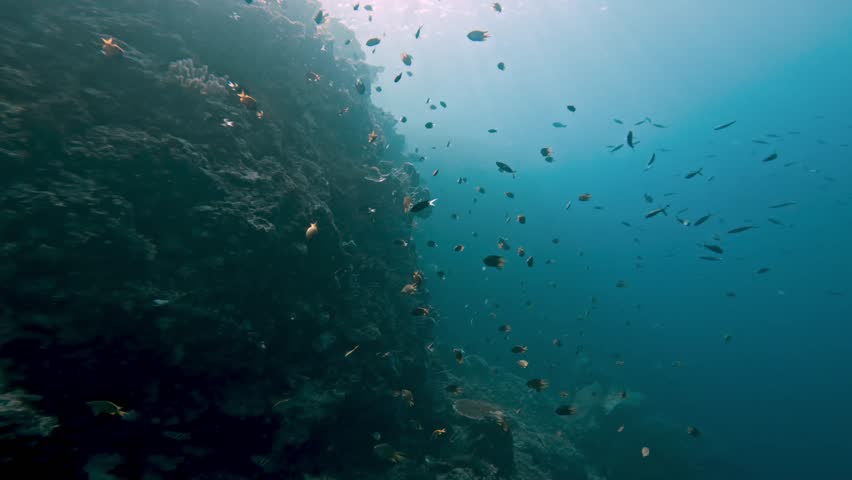 Coral Reef Growing at Ocean Rocks in Blue Water of Beautiful Sea. Organic System of Little Fishes Swimming in Wild Nature of Tropical Bay. Underwater Life of Marine Animals and Plants Covering Stones