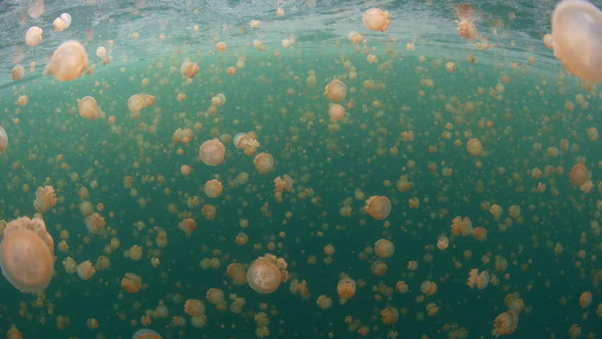 Golden jellyfish, Mastigias sp., fill a marine lake in Misool, Raja Ampat. These jellyfish, which barely sting, have recently evolved to the particular chemistry and light radiance in the lake.