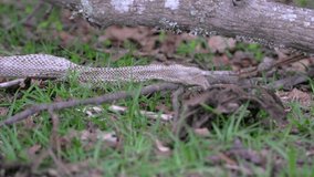 Snake skin in grass that was shed from a snake - Powered by Shutterstock - Get 15% off with code: PIKWIZARD15