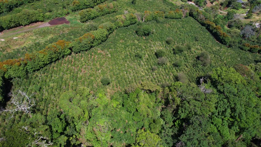 Aerial View of Coffee Plantation Fields in Green Landscape of Central America, Revealing Drone Shot