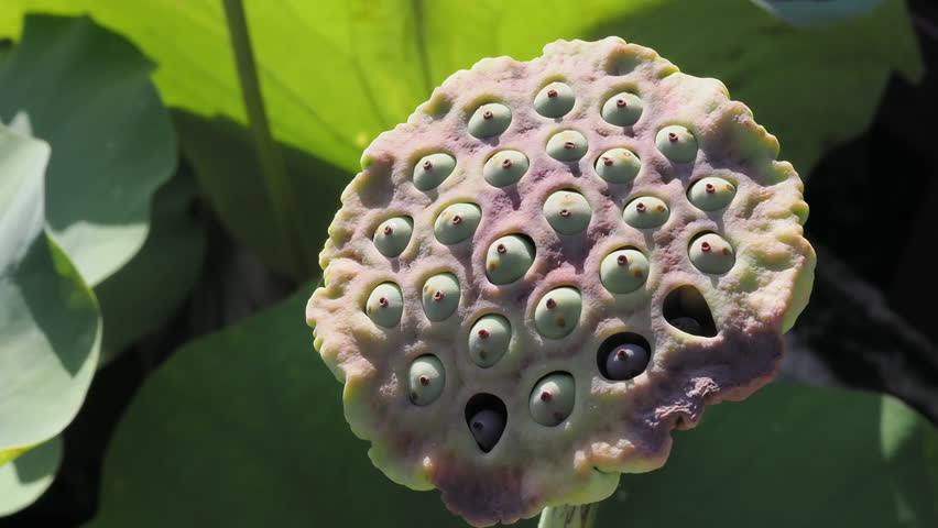Ripe lotus seeds are nutritious.