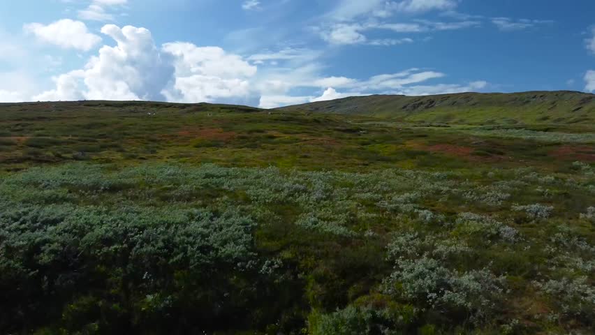Aerial drone footage ascending and flying up over Sweden grassy plains or brown and green landscape with some white animals or wildlife cattle visible in the distance eating grass. Horizon in the back