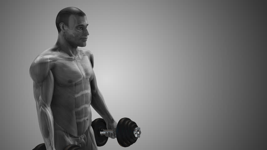 Arm Muscle Highlighted During Biceps Curl with copyspace