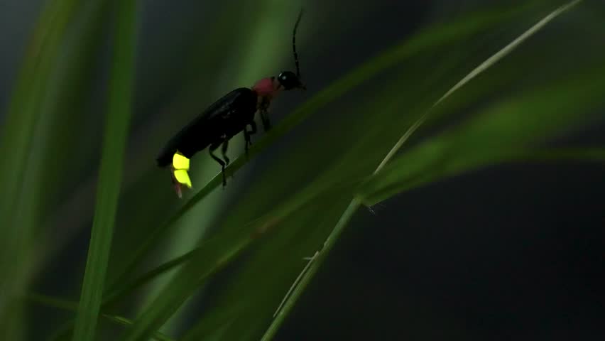 Firefly. Fireflies sticking to leaves and glowing desperately.