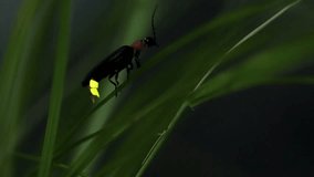 Firefly. Fireflies sticking to leaves and glowing desperately. - Powered by Shutterstock - Get 15% off with code: PIKWIZARD15