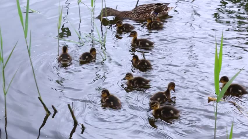 Duck family with ducklings swimming through shallow pond water with aquatic plants. Mother guides offspring as they navigate between green reeds creating ripples on the water surface.