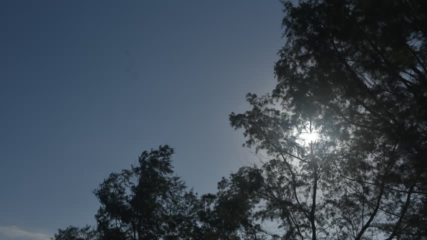 Timelapse of nature at the summer time. Wild nature, blue sky, trees silhoutte. HD timelapse video.