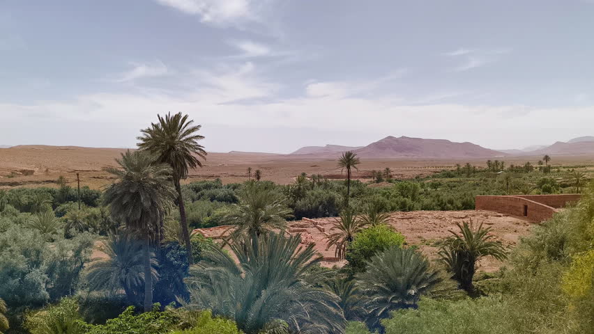 A fertile, green oasis in morocco, full of palm trees vegetation and the surrounding dry, rocky environment.