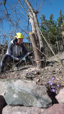 Man cuts old tree with chainsaw in backyard on a sunny spring day. Wearing helmet and ear protection. Outdoor work, garden maintenance and tree removal.