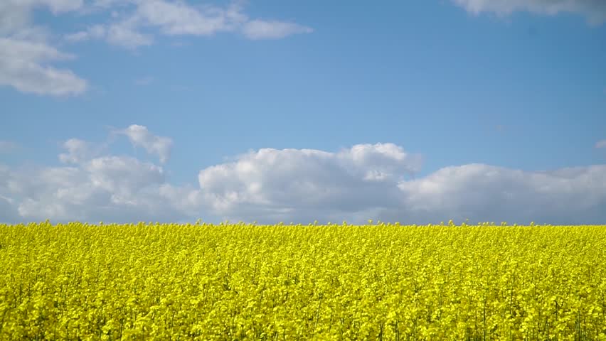 Colza. Rapeseed. Brassica napus. A blooming rapeseed field on a sunny day. The wind flutters yellow rapeseed flowers. A rich crop of blooming yellow rapeseed with a blue sky and clouds