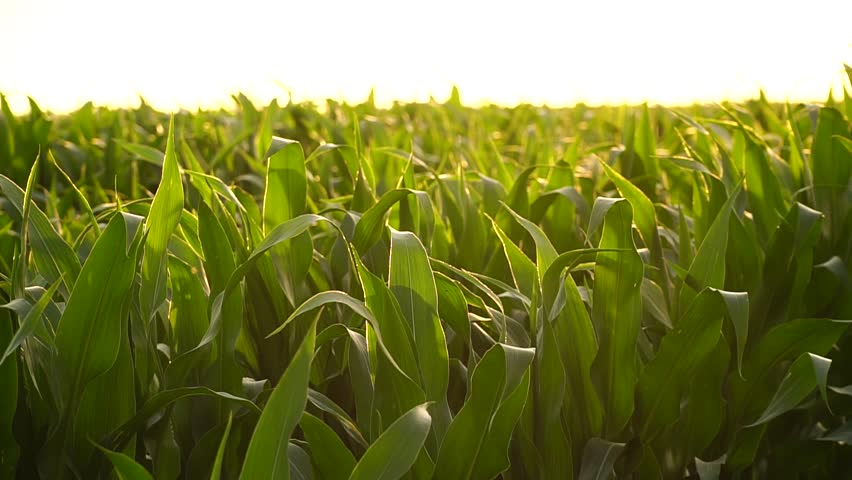 maize field. Green field of ripening corn, agricultural landscape. Young corn plants. Corn plantations at sunset. Against the backdrop of the sun