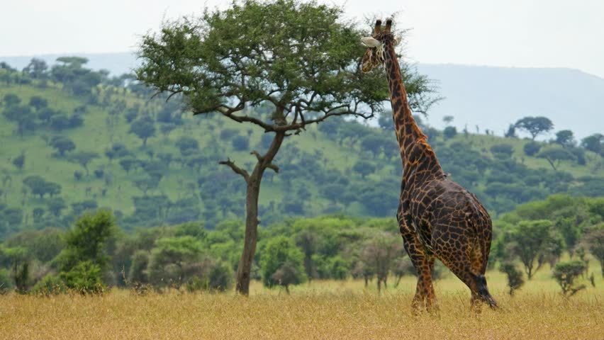Giraffe walking along the grassland across the frame, savanna closeup static