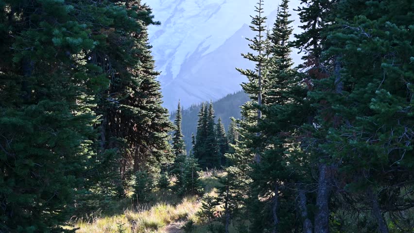 Drone flies through a narrow alpine forest corridor revealing a majestic mountain range ahead under crisp, clear skies