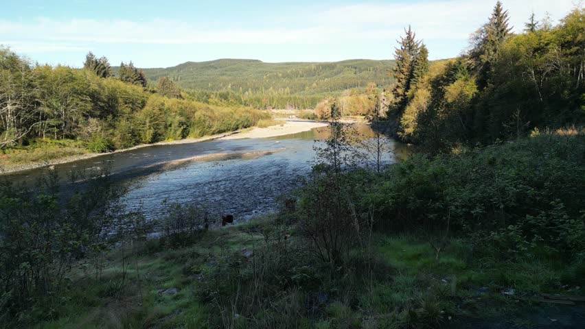 Drone footage soaring over a peaceful riverbend surrounded by dense evergreen forest and rolling hills in the Pacific Northwest