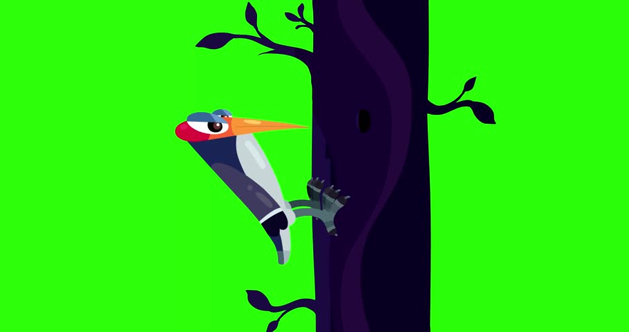 Woodpecker cartoon character pecking tree bird loop animation greenbox. Cute character on green screen background searching for sawyers.